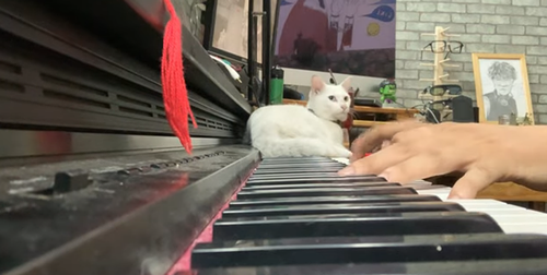 Man_Serenades_Cat .png